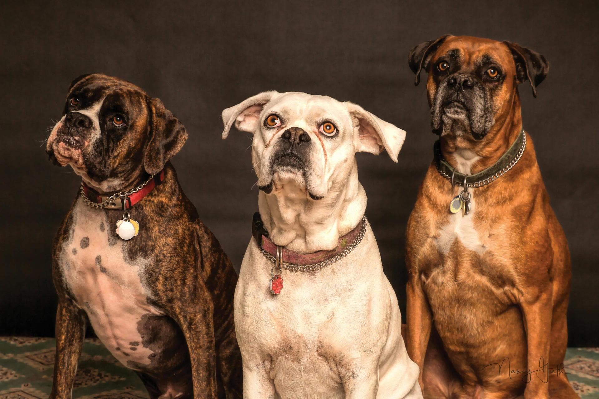 Dog & Cat Vets in St. Ives